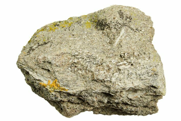 Dinosaur (Triceratops) Bone Section - Montana #366568